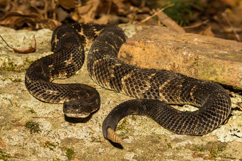 Venomous Snakes Ohio