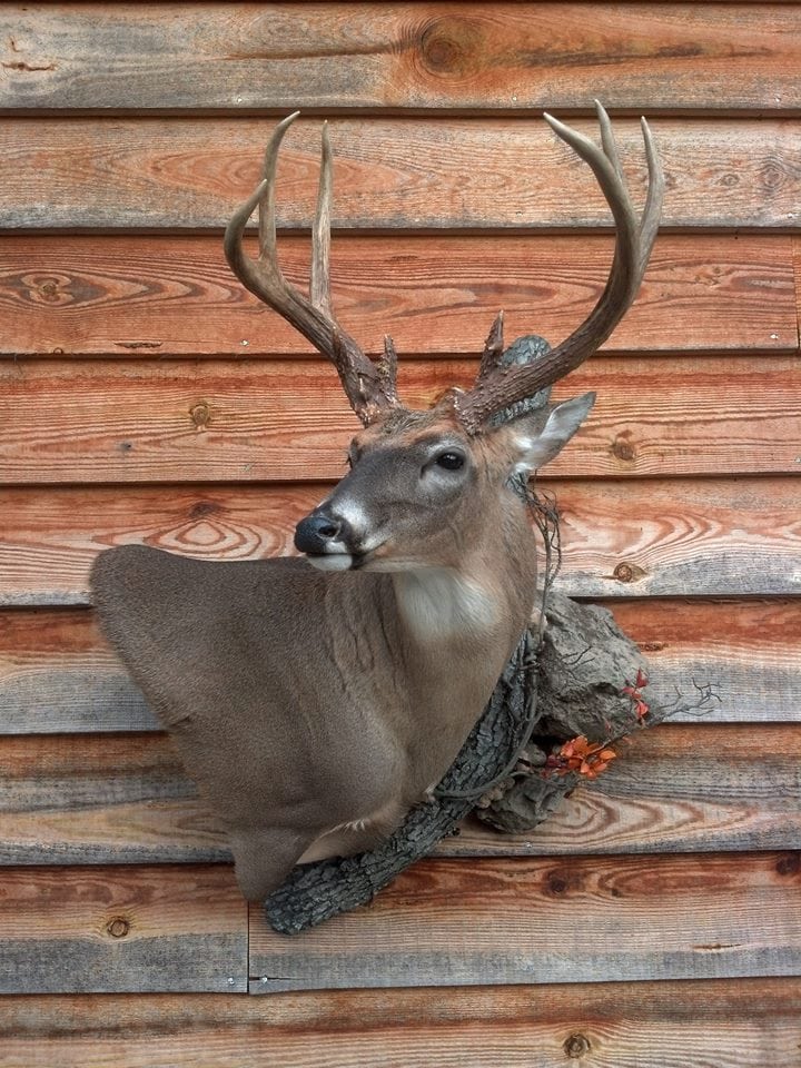 Whitetail Mounts