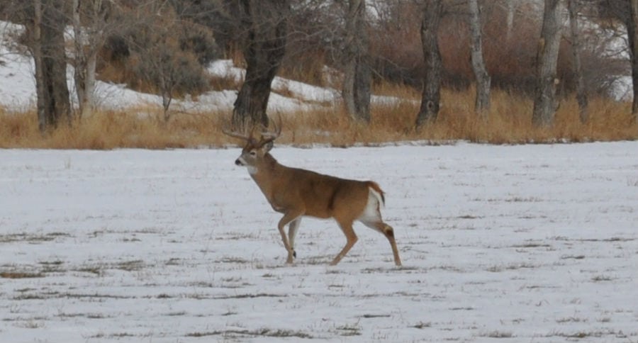 Deer Hunting