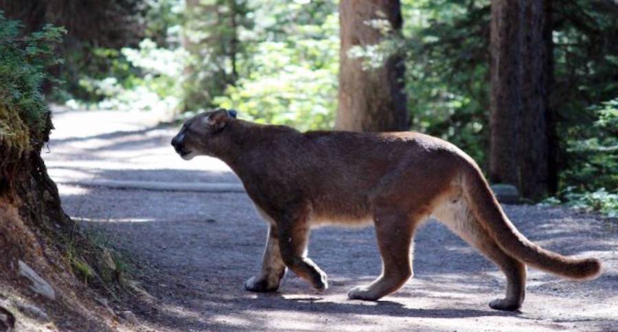 Cougar Attacks