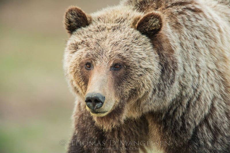 grizzly hunt permit