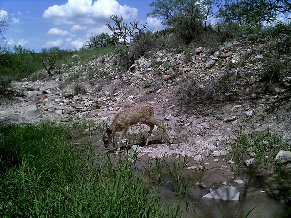 Trail Cam Tuesday