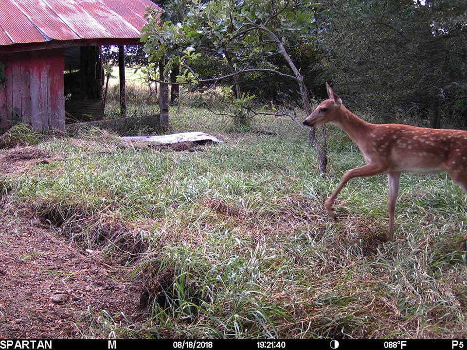 Trail Cam Tuesday