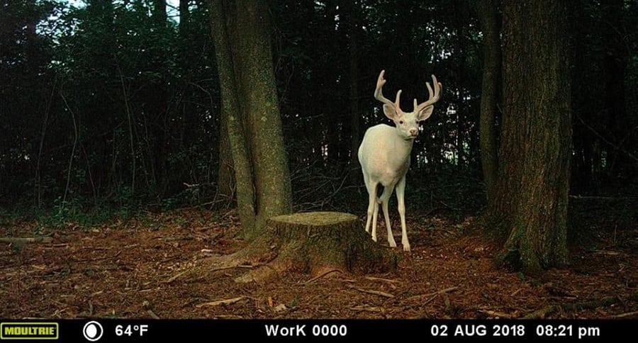 Trail Cam Tuesday