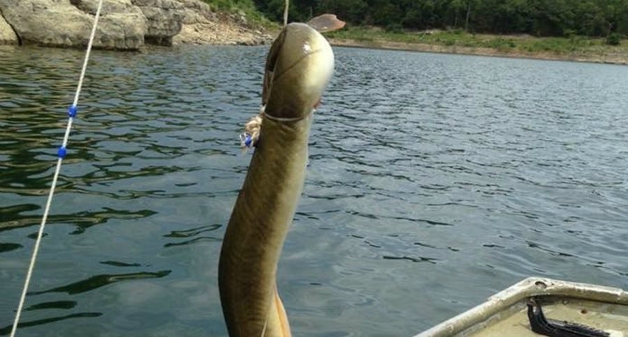 Arkansas American eel record