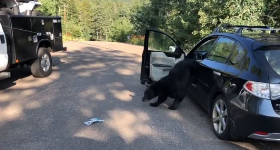 Bear