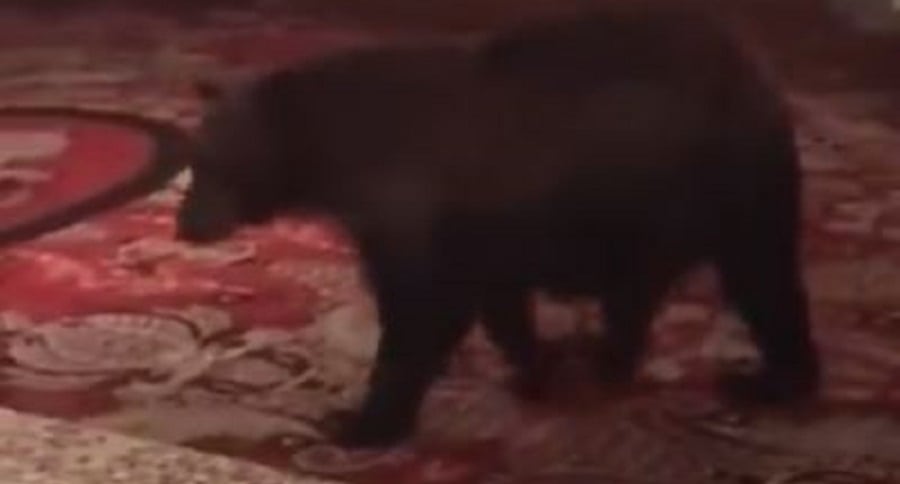 bear hotel