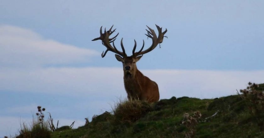 Big List of Where to Hunt in new zealand red deer