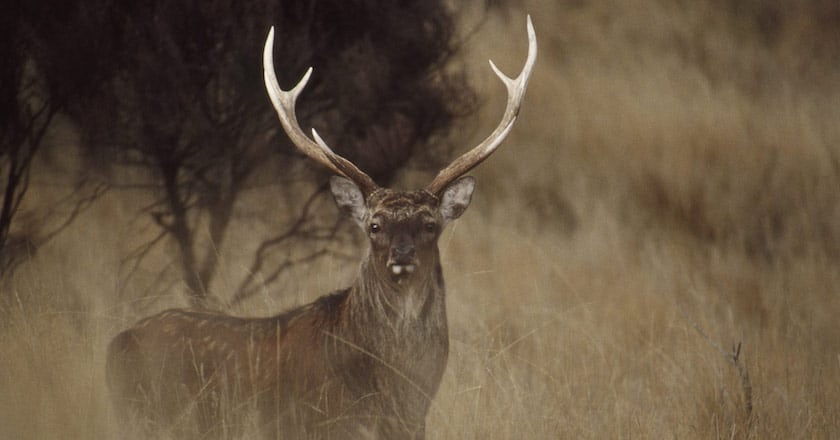 Big List of Where to Hunt in new zealand sika deer