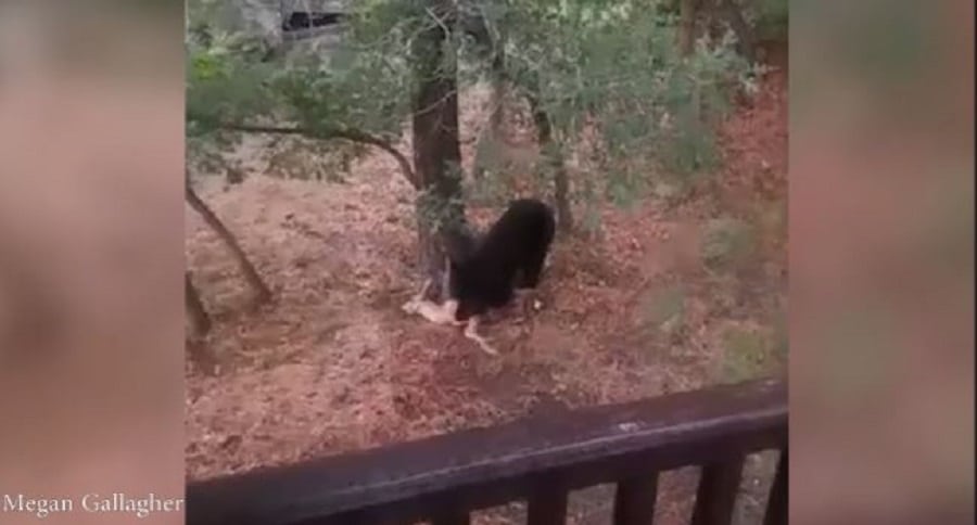 Bear Eats Deer