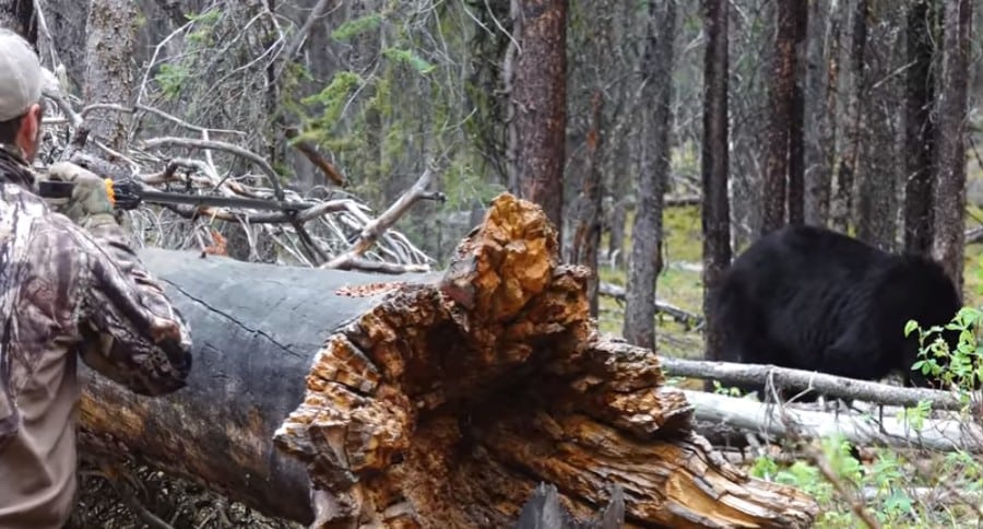 Harvest black bears