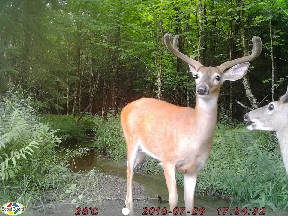 Trail Cam Tuesday