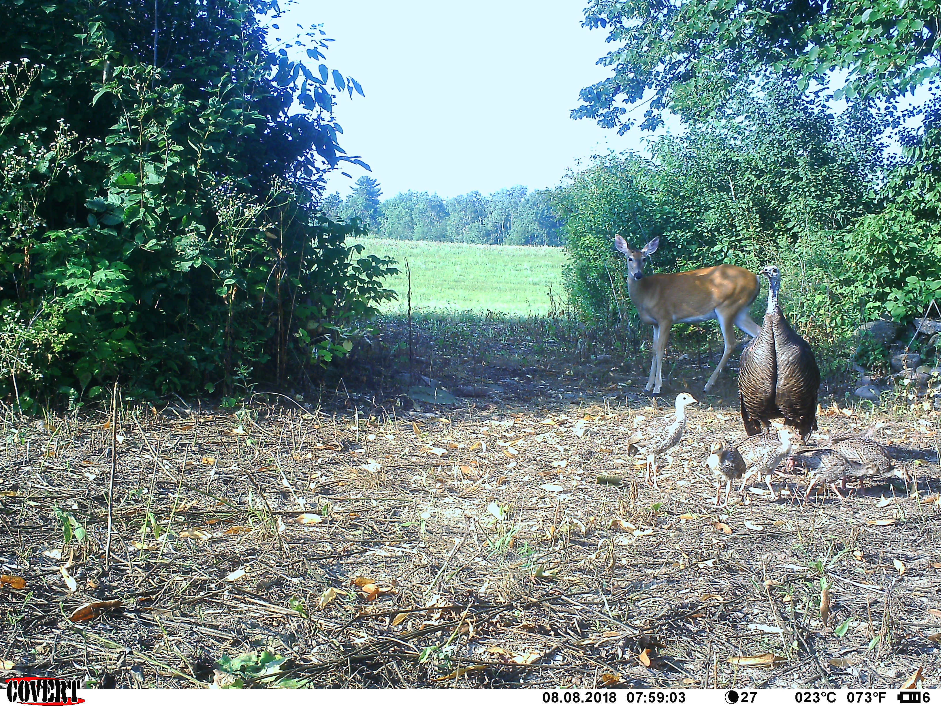 Trail Cam Tuesday