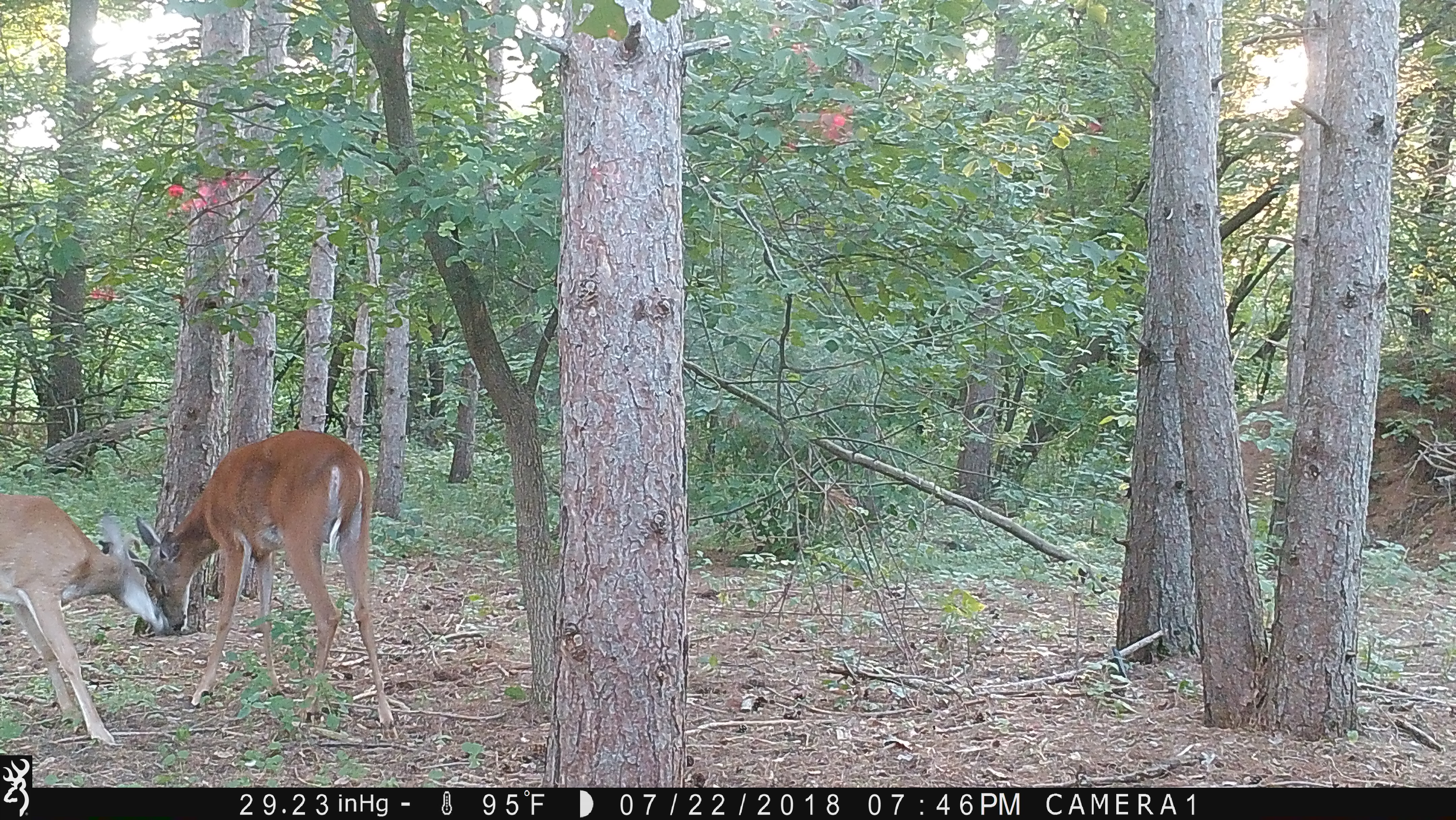 Trail Cam Tuesday