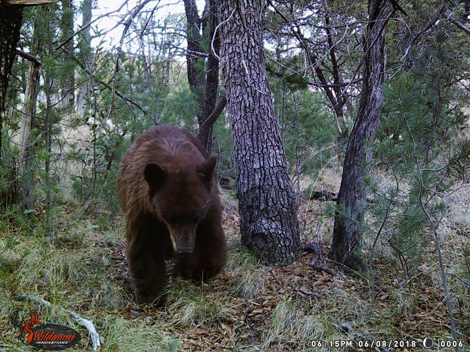 Trail Cam Tuesday