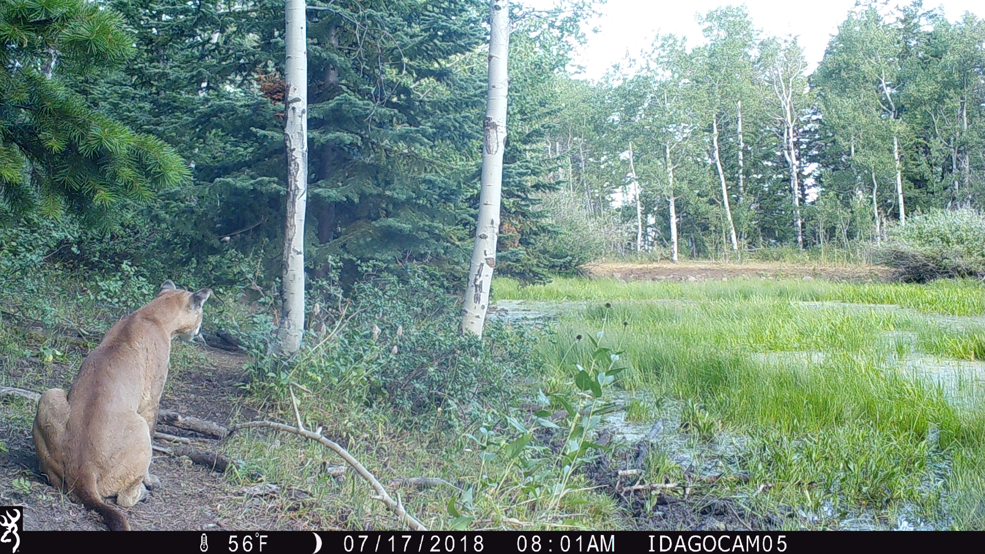 Trail Camera