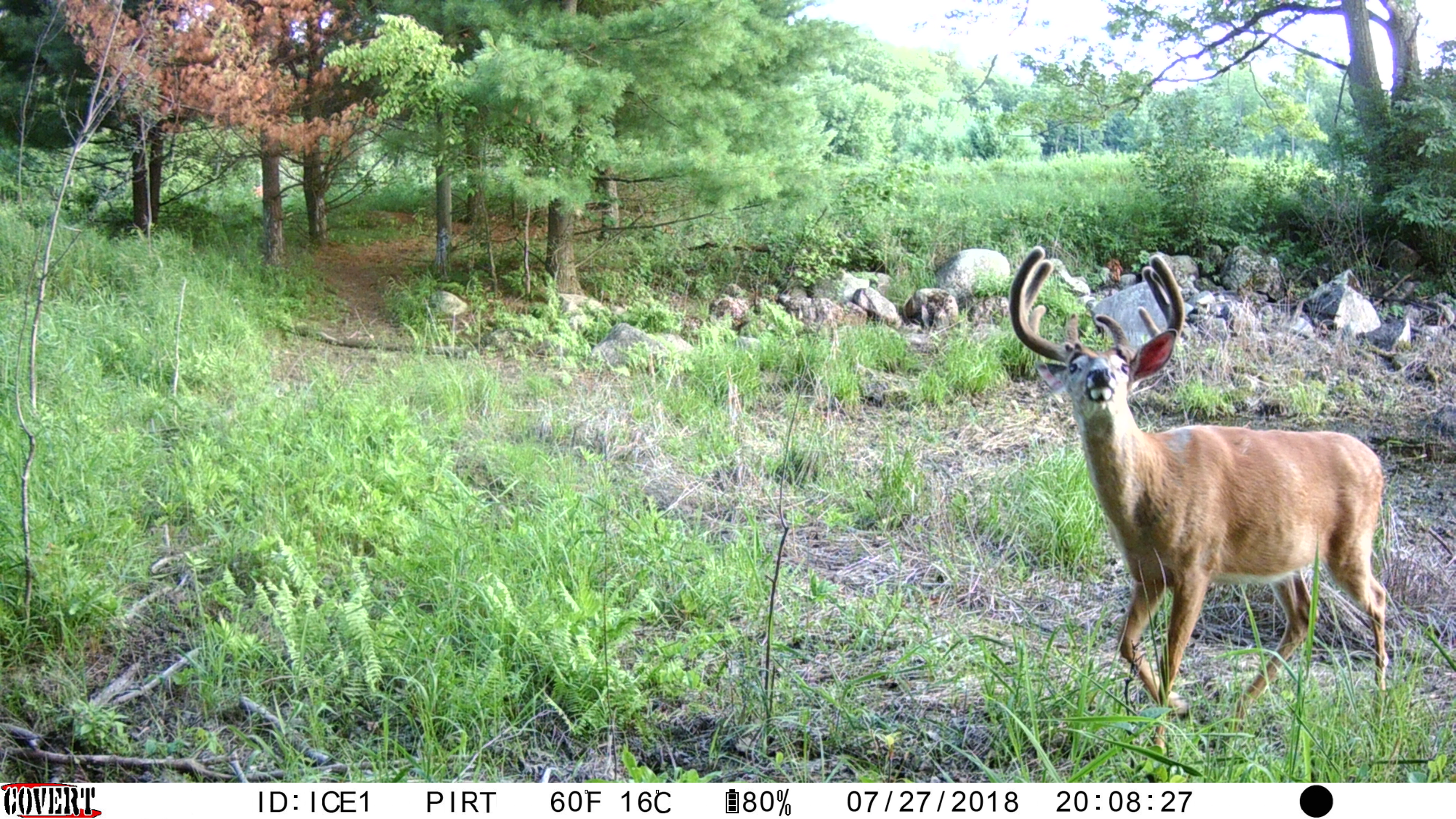 Trail Camera