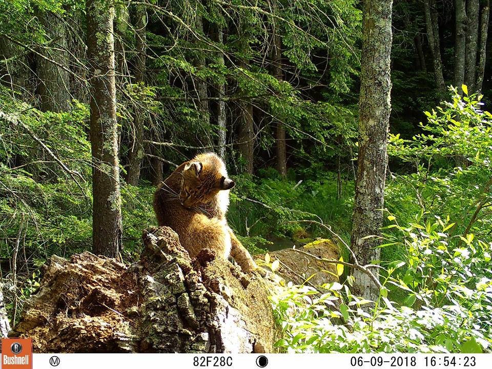 Trail Camera