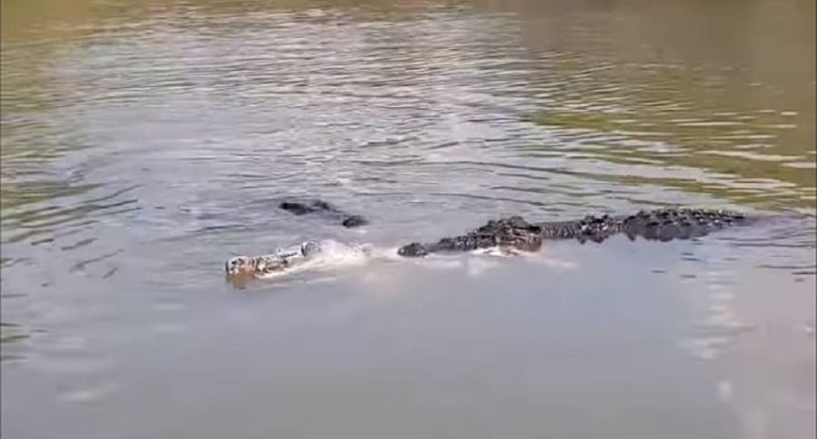 croc eat croc