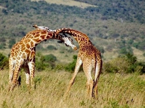 odd animal behavior