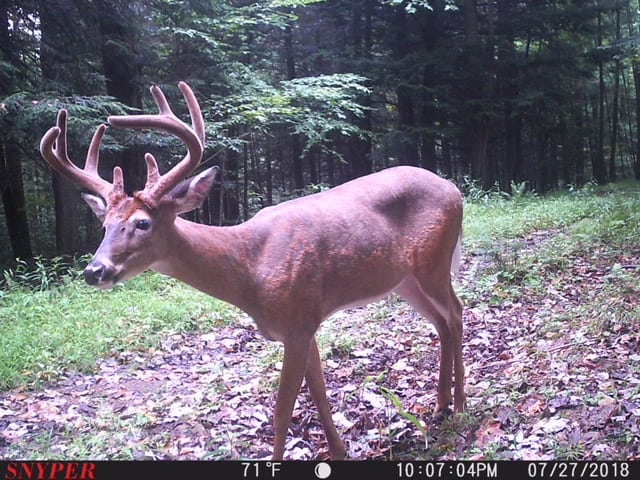 Trail Cam Tuesday