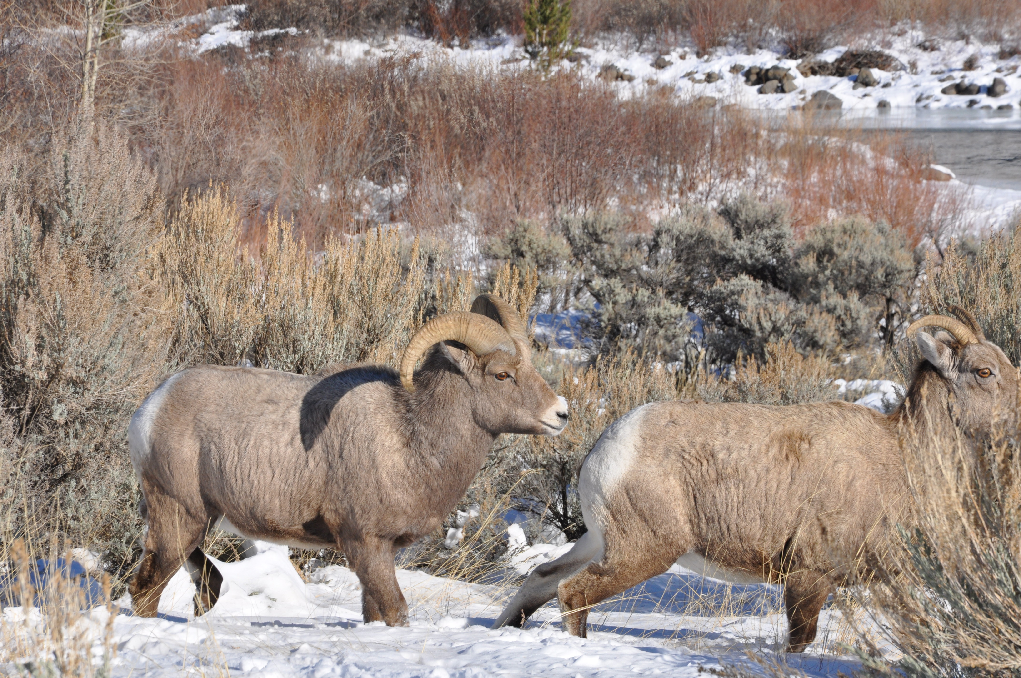 Yellowstone in Fall and Winter