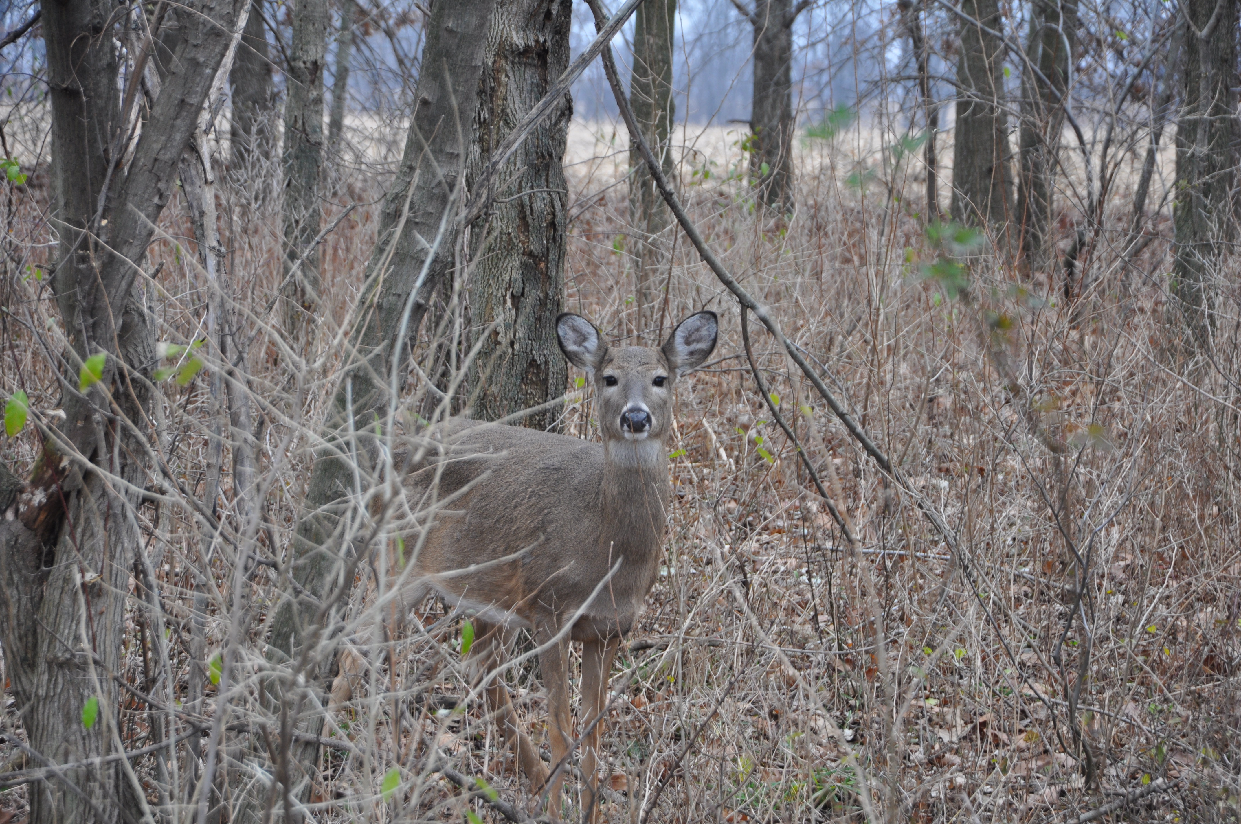 Deer Season Goals