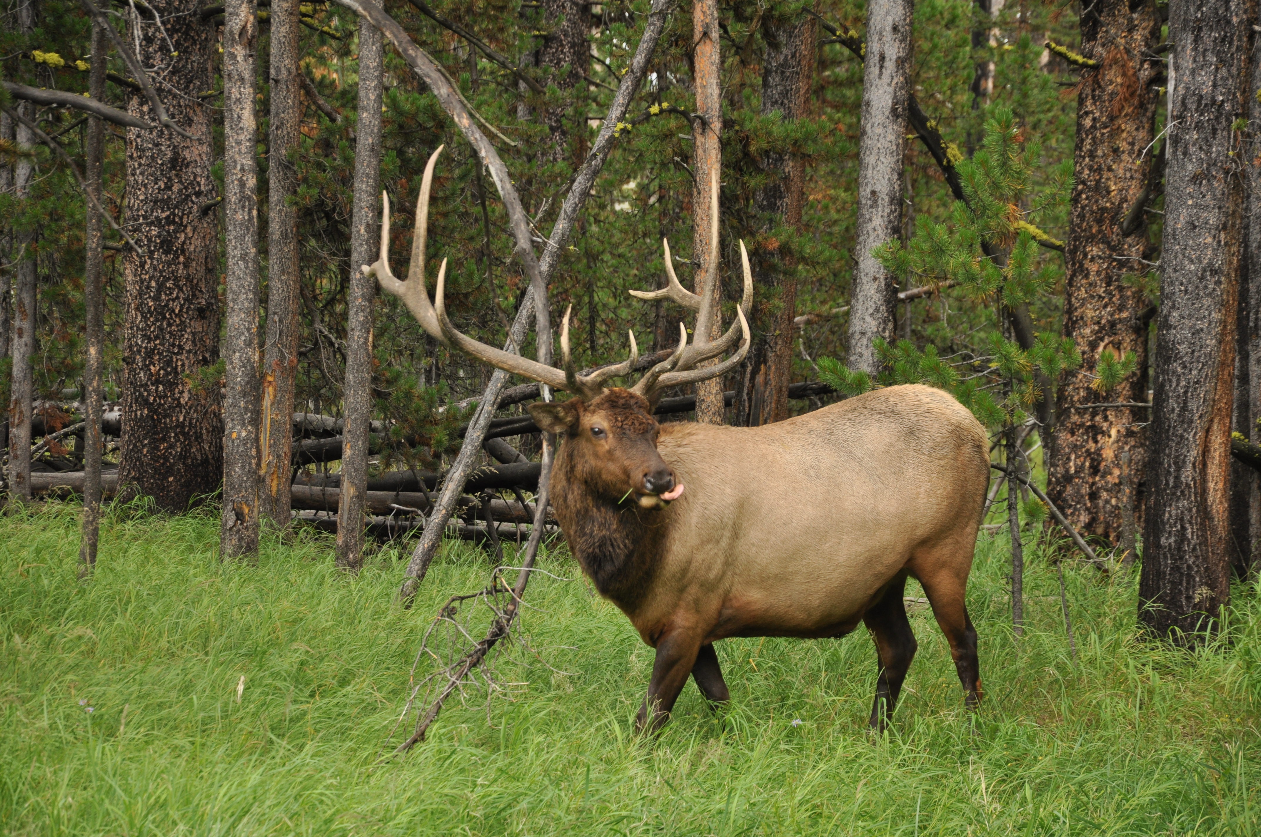 Yellowstone in Fall and Winter