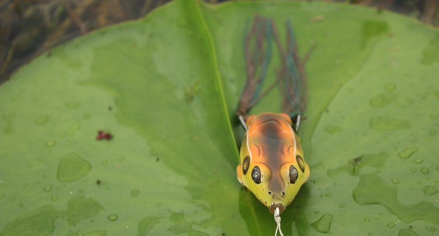 Frog Fishing