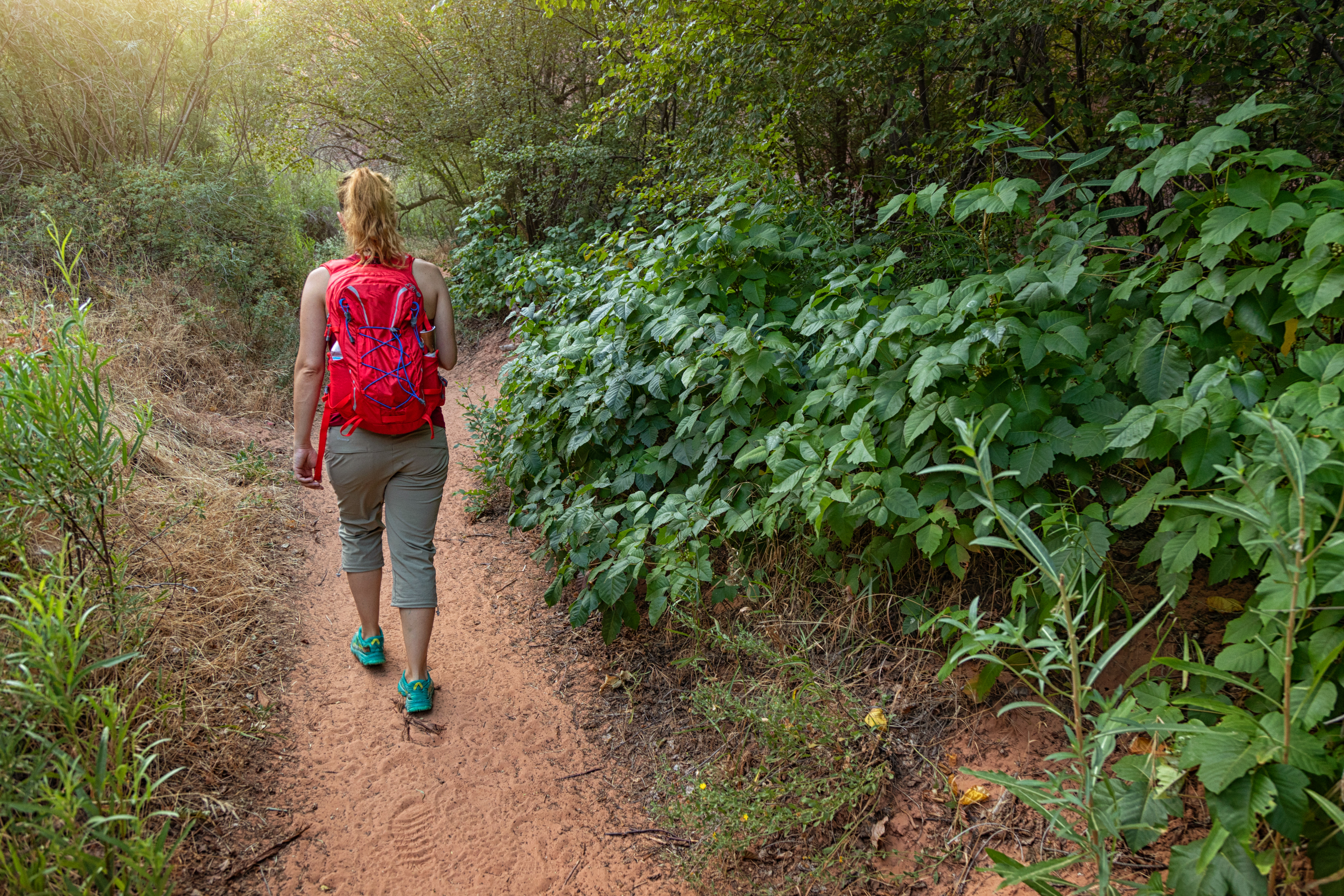 Poison ivy on the trail: hiking in Southwest USA