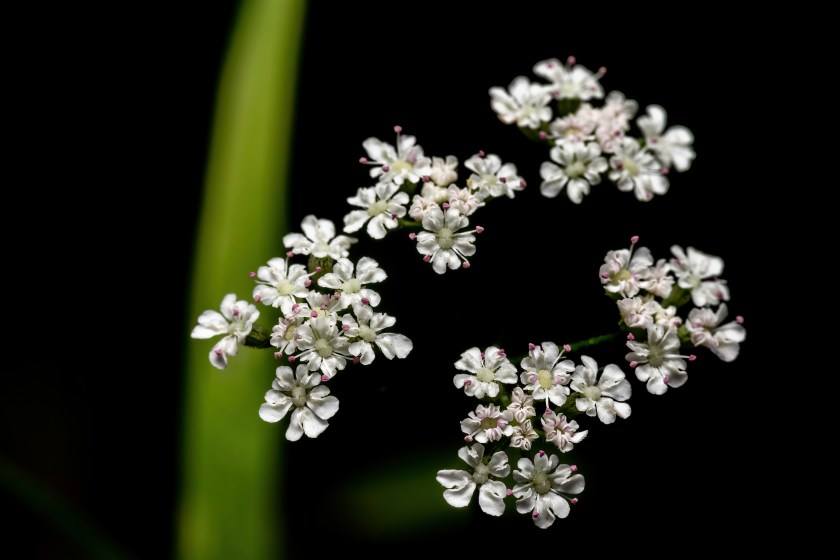 Macro photo of Hemlock Flower Head (Conium Maculatum).