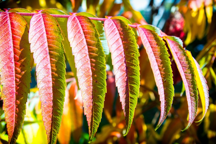 Horizontal composition vibrant color photography of macro close-up in selective focus of beautiful Sumac plant leaves named Rhus Typhina or also sumac of Virginia, or Staghorn Sumac. This shot was taken under a bright sunlight in middle of autumn season in october in France, Europe. Multi colored leaf with vibrant orange, yellow, red, and green gradient colorful colors on leaf vein texture. Sumac is any one of about 35 species of flowering plants in the genus Rhus and related genera, in the family Anacardiaceae. Sumacs grow in subtropical and temperate regions, especially in East Asia, Africa and North America. Sumacs are shrubs and small trees that can reach a height of 1-10 m. The leaves are spirally arranged; they are usually pinnately compound, though some species have trifoliate or simple leaves. The flowers are in dense panicles or spikes 5-30 cm long, each flower very small, greenish, creamy white or red. The fruits form dense clusters of reddish drupes called sumac bobs. The dried drupes of some species are ground to produce a tangy crimson spice.