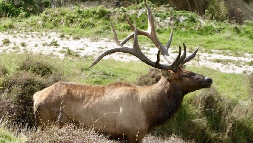 Here's The Difference Between Elk And Red Stag bull elk