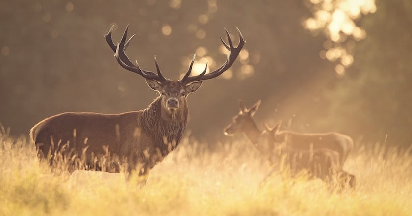 Here's The Difference Between Elk And Red Stag red deer