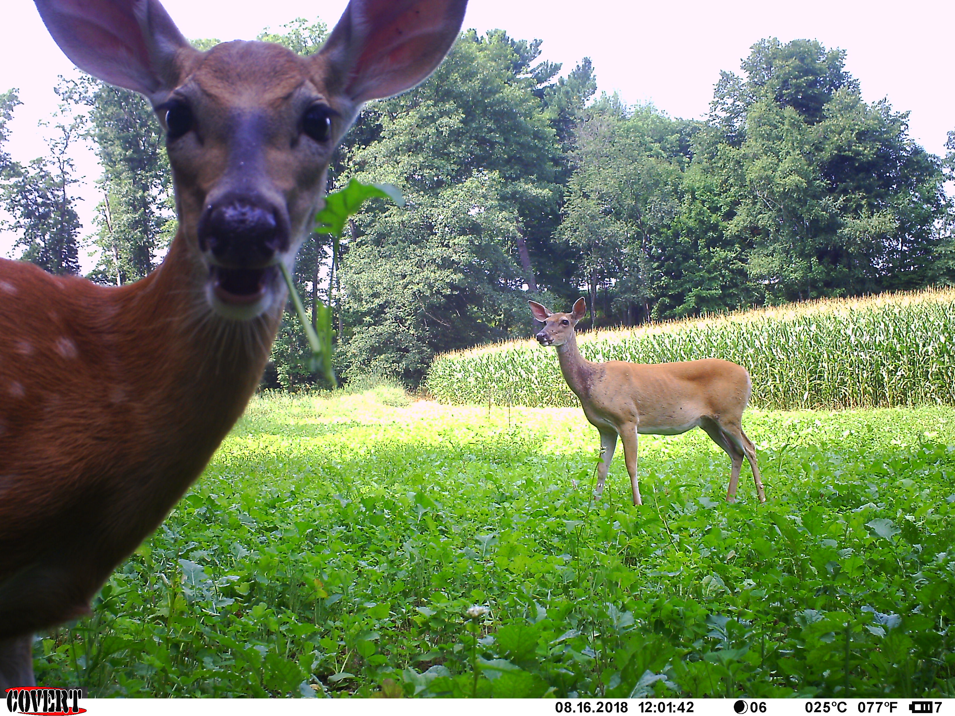 Trail Cam Tuesday