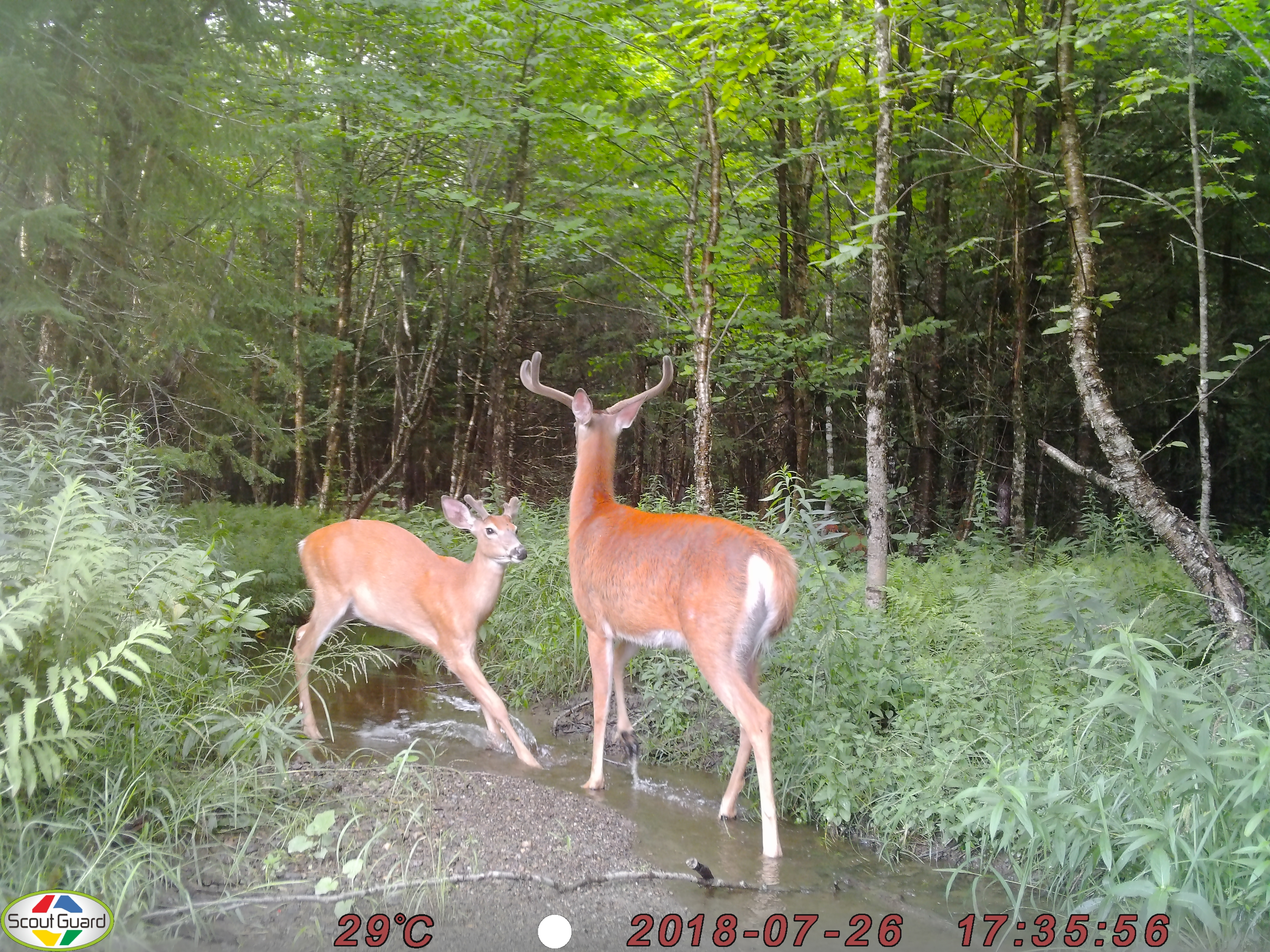 Trail Cam Tuesday