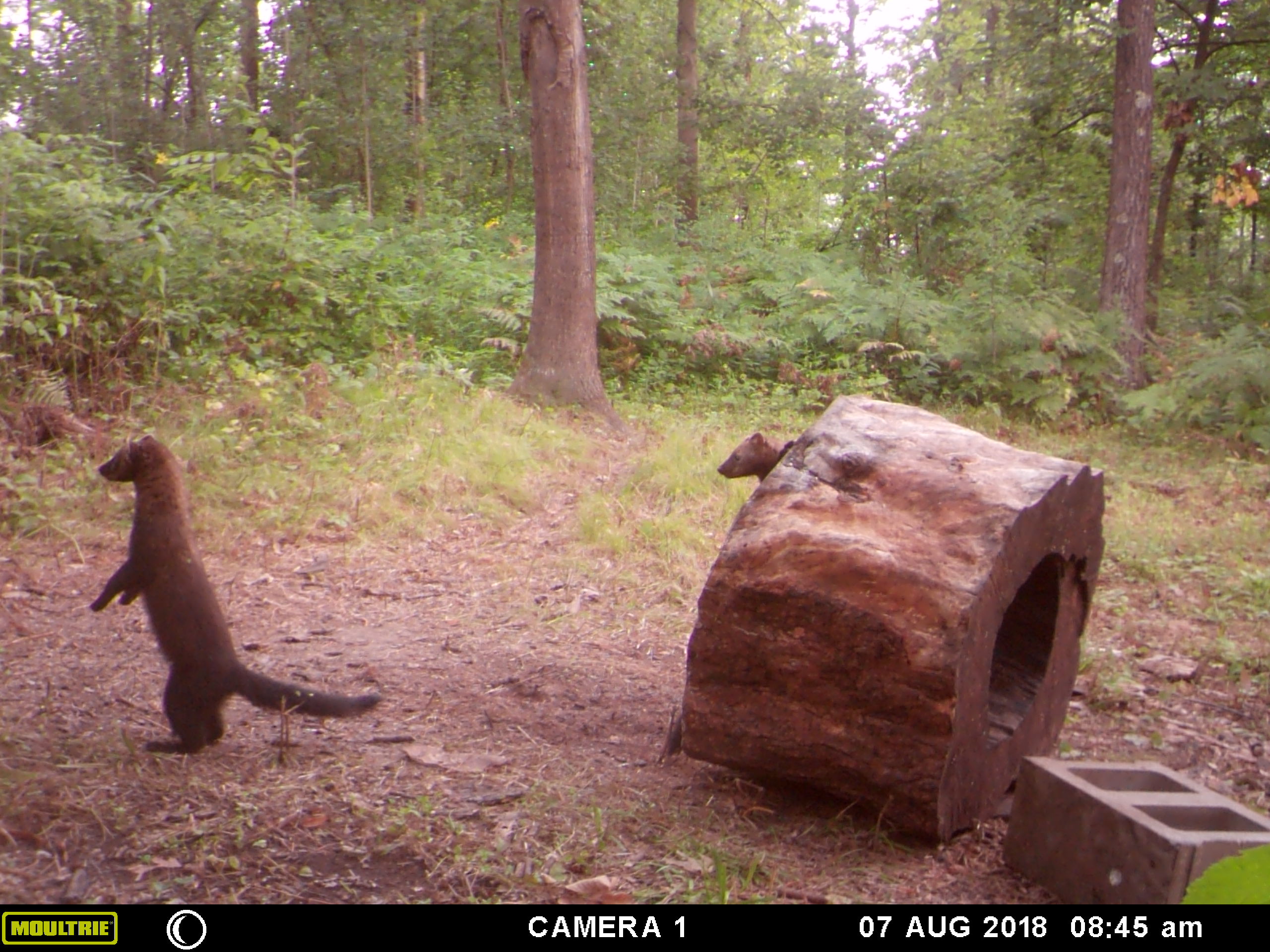 Trail Cam Tuesday