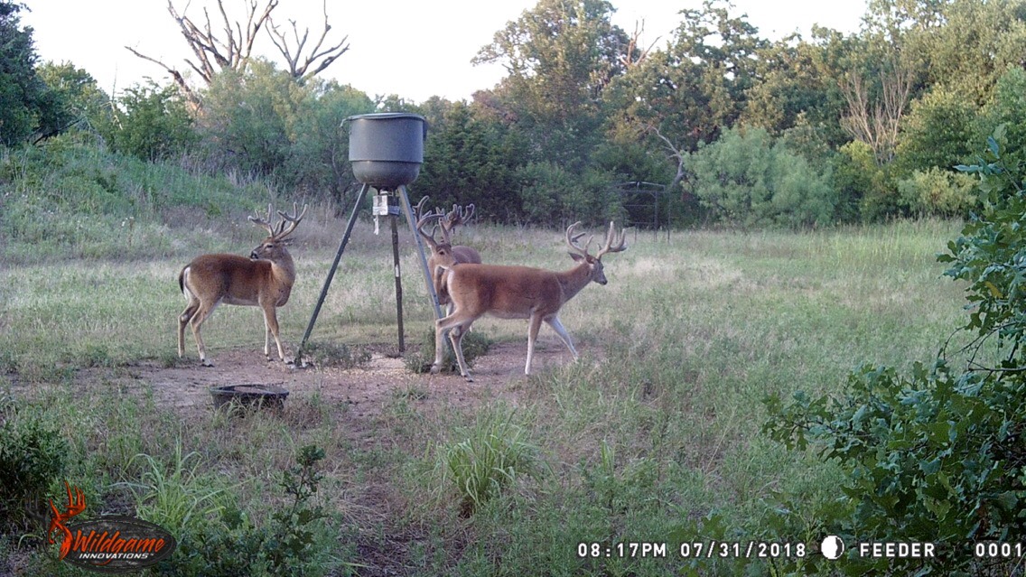 Trail Cam Tuesday