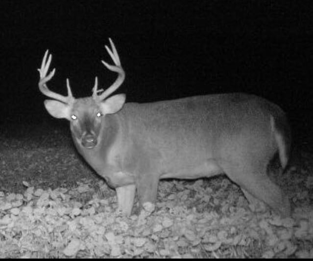 Trail Cam Tuesday