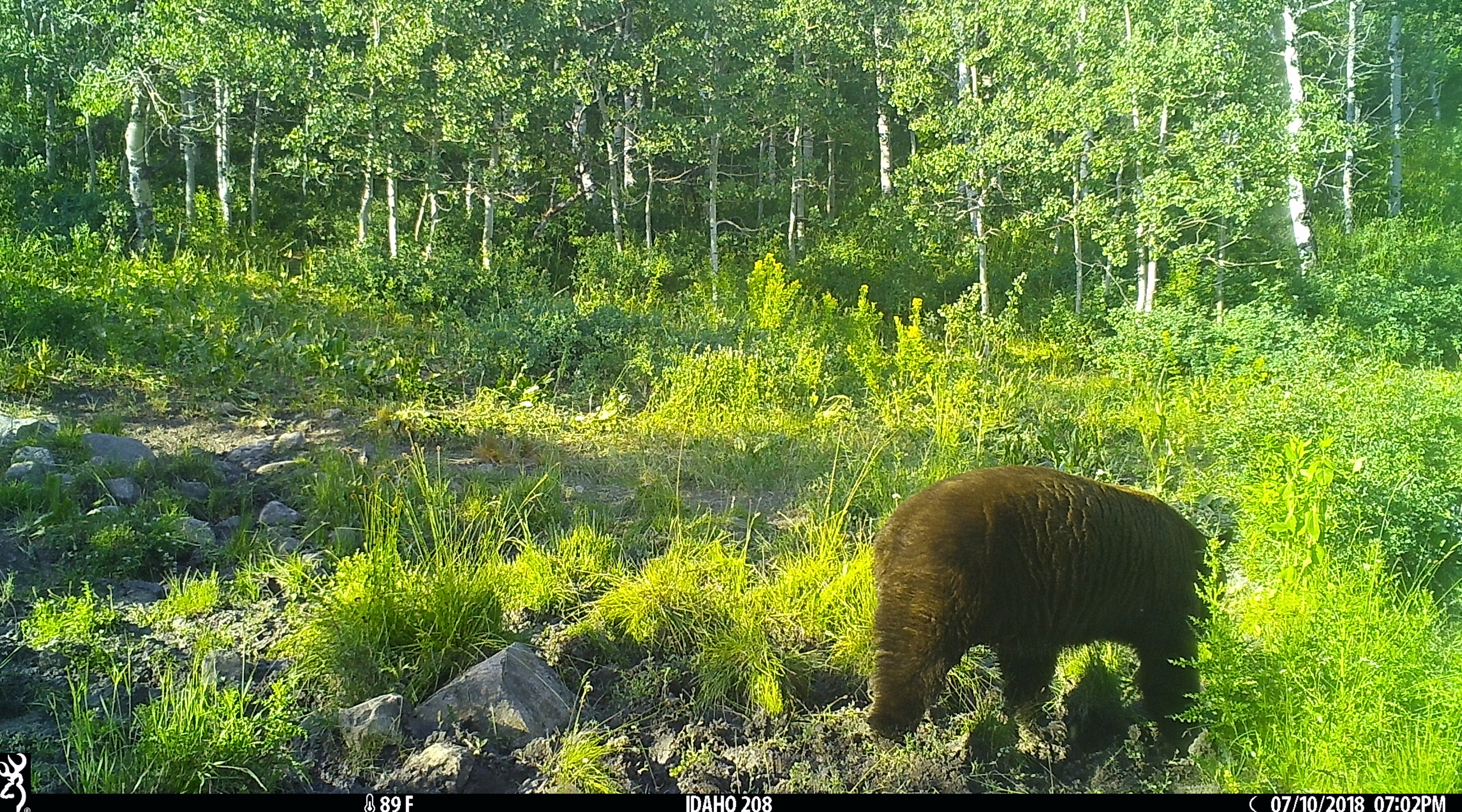 Trail Cam Tuesday