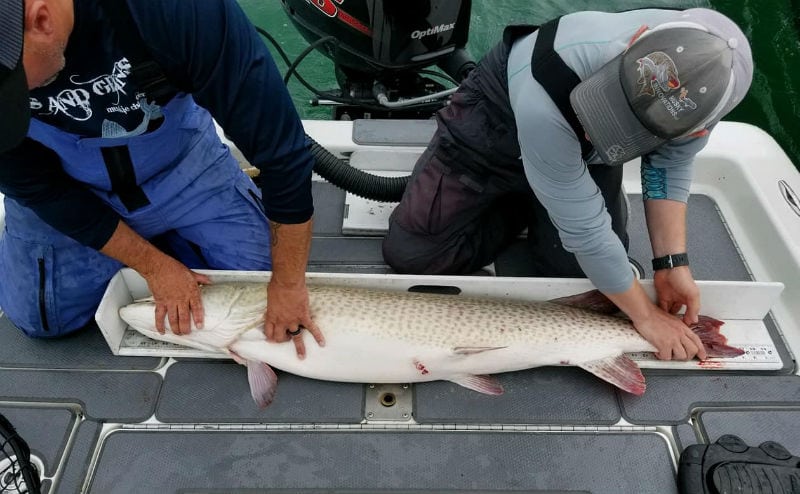 giant musky