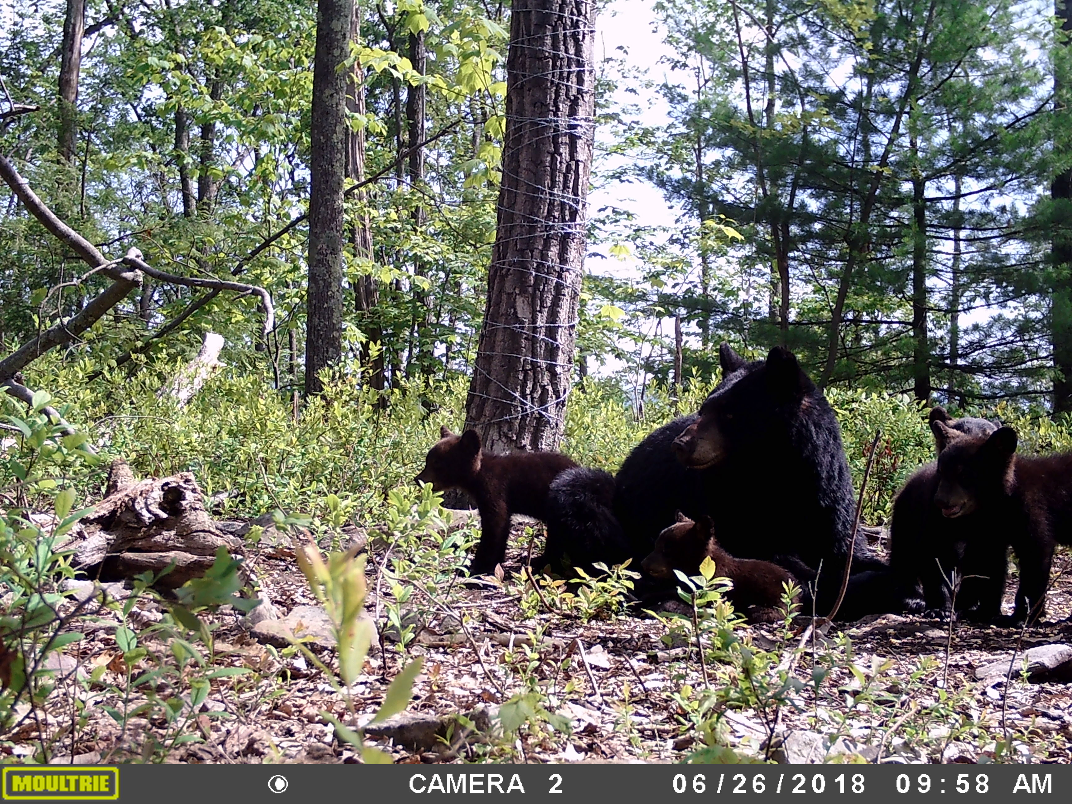 Trail Cam Tuesday