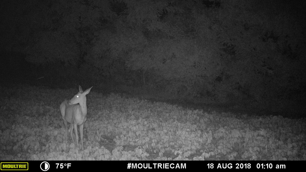 Deer Management Tools