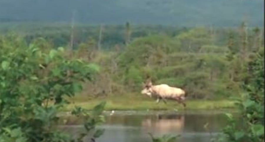 Piebald Moose