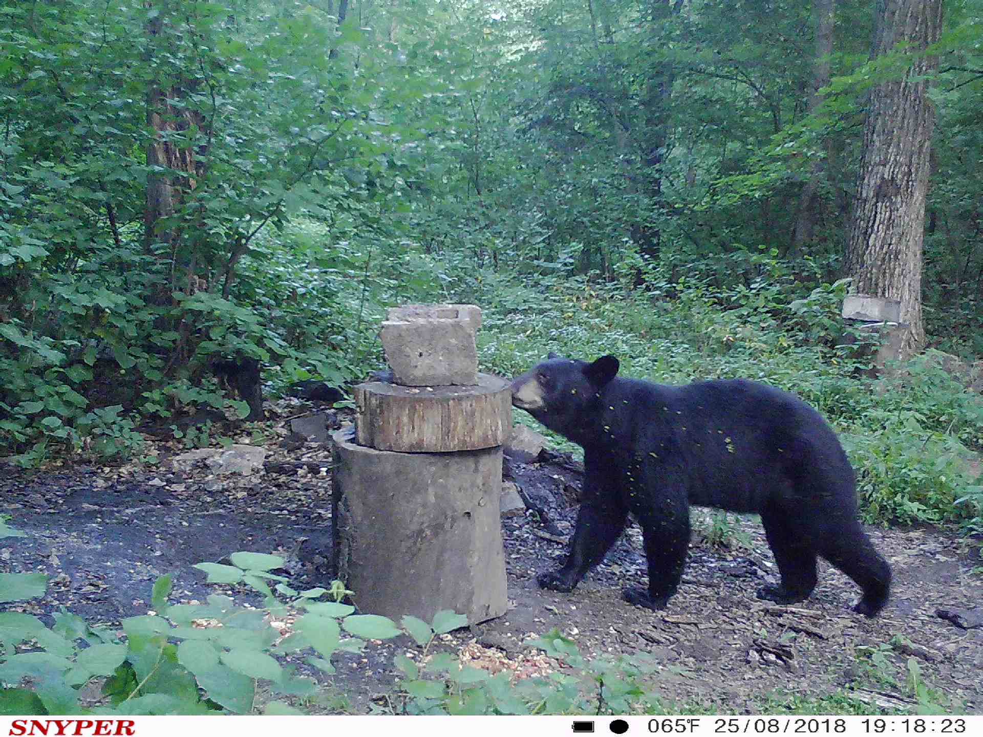 Trail Cam Tuesday