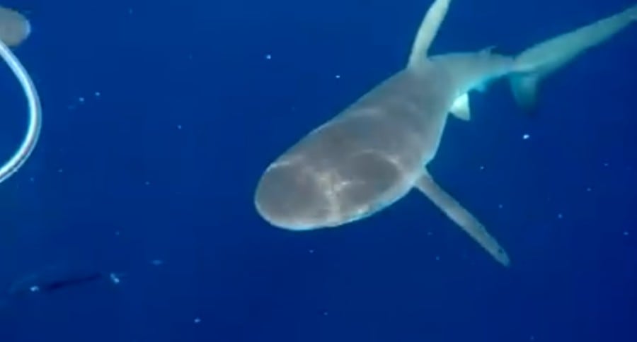 Diver Battles Sharks