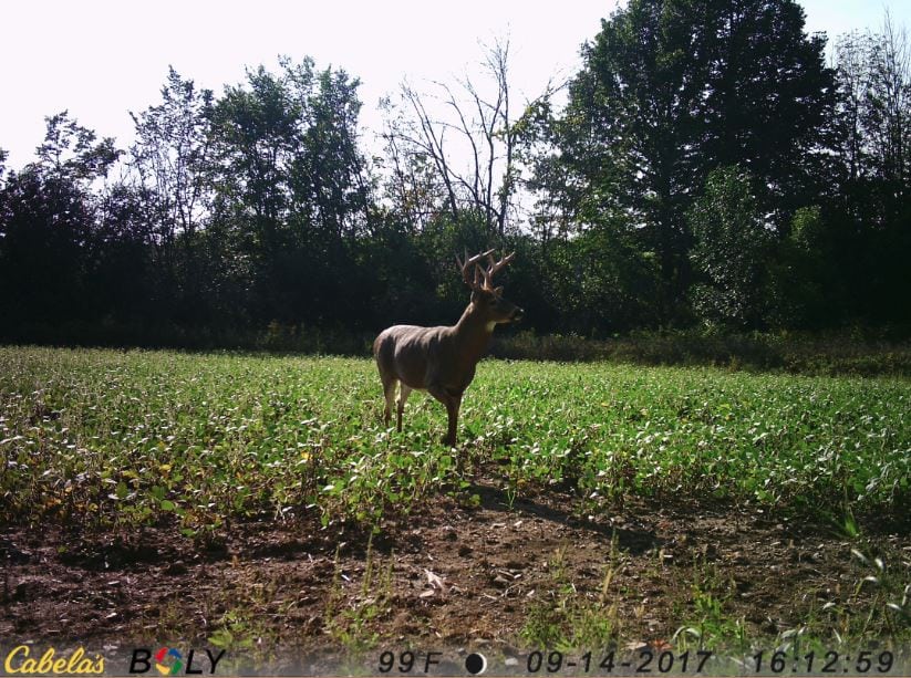 Trail Cam Tuesday