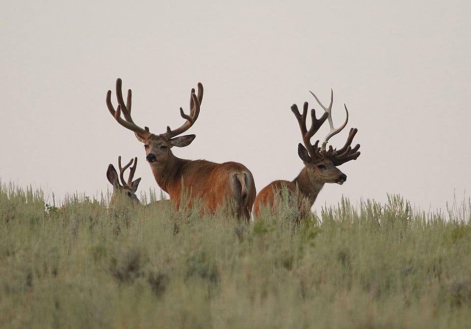 Utah Buck