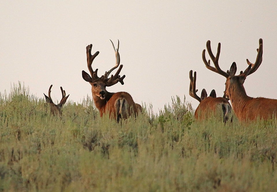 Utah Buck