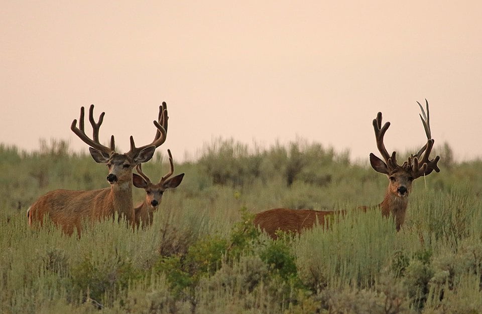 Utah Buck